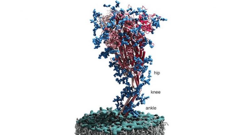Model of the SARS-CoV-2 spike protein
