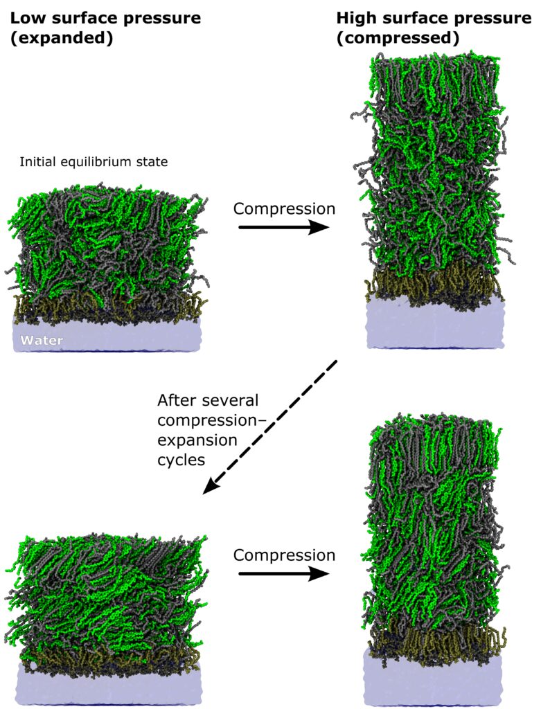 The compression–expansion cycles of the tear fluid lipid layer (TFLL) explored through atom-scale molecular dynamics simulations provide the first ever atomistic view into the non-equilibrium properties of the TFLL. The systems start from an equilibrated expanded state at low surface pressure. They are quickly compressed to high surface pressure with low area per lipid, and again expanded to a low surface pressure to imitate blinking. After several cycles of subsequent compression and expansion, cholesteryl esters (light green) and wax esters (gray) in the non-polar lipid bulk form multilayered crystal-like structures that act as an evaporation resistant barrier, retarding water evaporation. Polar lipids (dark green) settle against the water, spreading the TFLL over the aqueous phase.