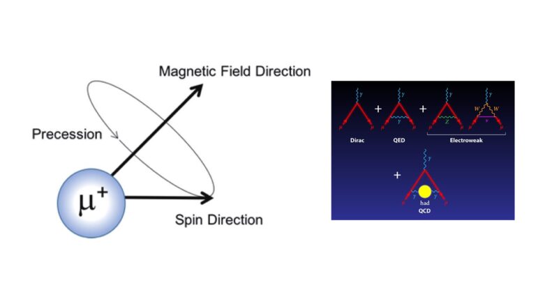 The precession of a muon around the magnetic field is shown. The hadronic vacuum polarisation is shown as a yellow bubble in the last contribution (APS/Alan Stonebraker).