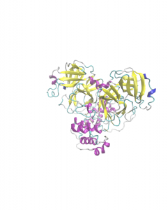 StructureSARS-Cov2