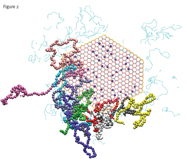 Illustration of the dynamic process of polymer intercalation between the hexagonal clay layers. Each polymer molecule is a different colour and moves rapidly through the interlayer spacing