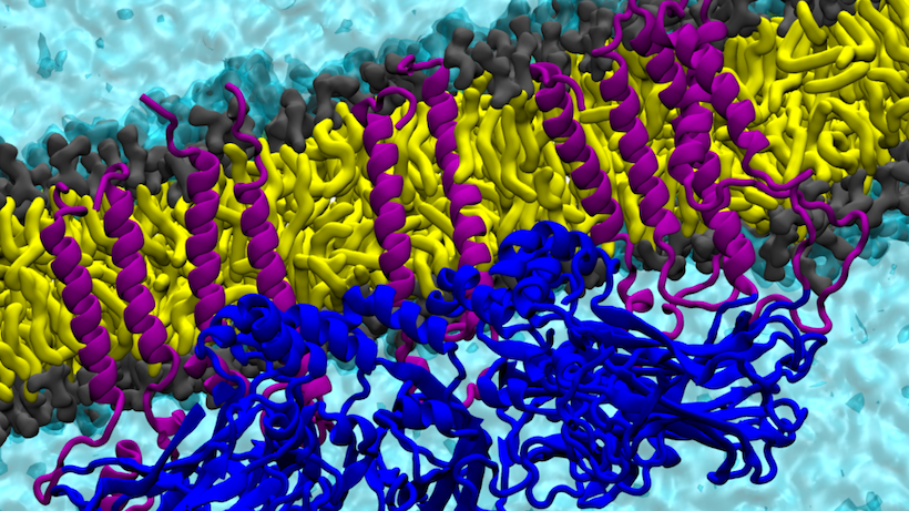 snapshot from simulation