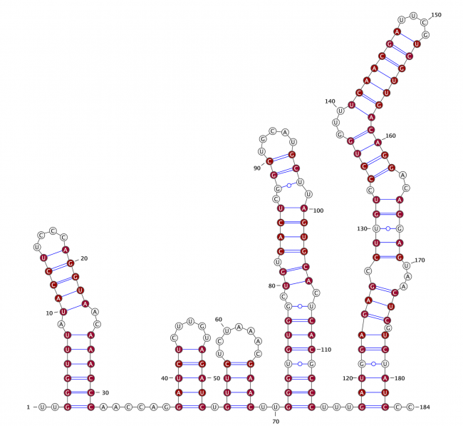 Secondary structure prediction of the 5’ end untranslated region of SARS-CoV-2 RNA genome