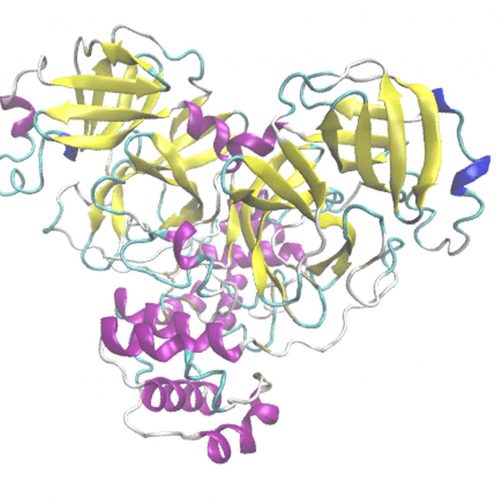 Main Protease of SARS-CoV-2
