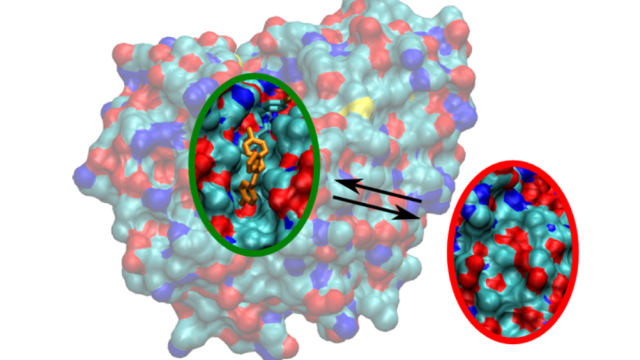 The protein TEM1 with a ligand bound in its cryptic pocket (HOLO), as simulated be the sampling approach. If no ligand molecule is bound, the pocket disappears completely. Image author: Oleinikovas et al.
