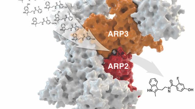 Simulation: Demonstration of small molecules – candidate drugs binding to a protein implicated in cancer