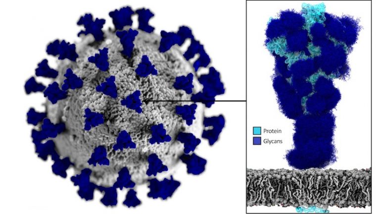 Graphical representation of the SARS-CoV-2 virus surface